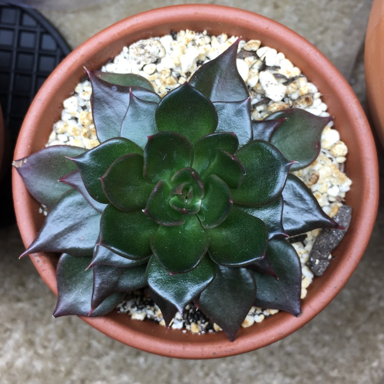 plant image 739611 plant image 739611