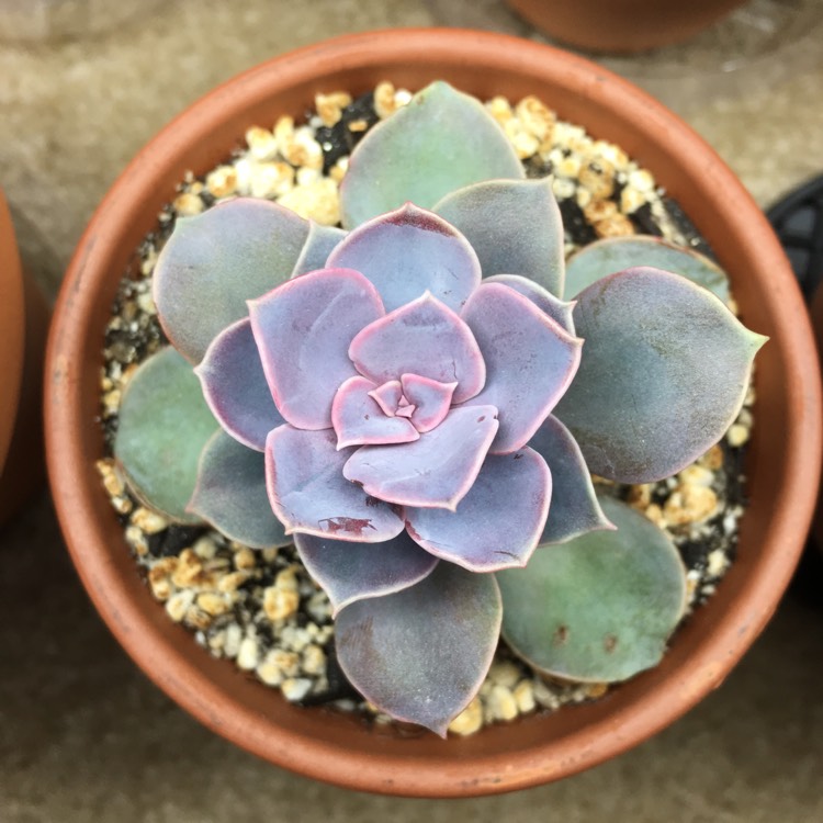 plant image 739618