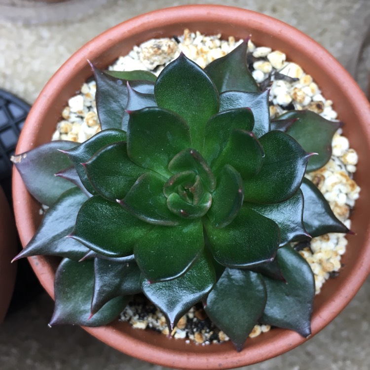 plant image 749011 plant image 749011