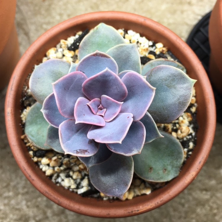 plant image 749024