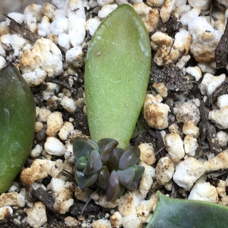 plant image 749161 plant image 749161