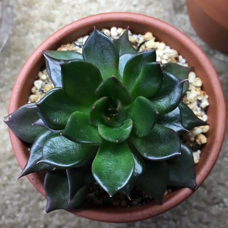 plant image 758669 plant image 758669