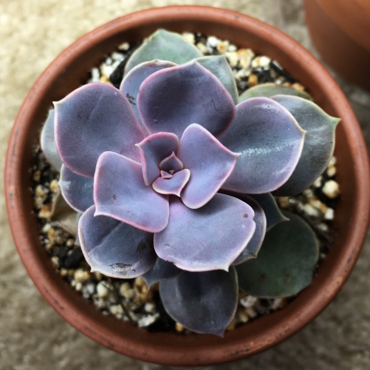 plant image 758677