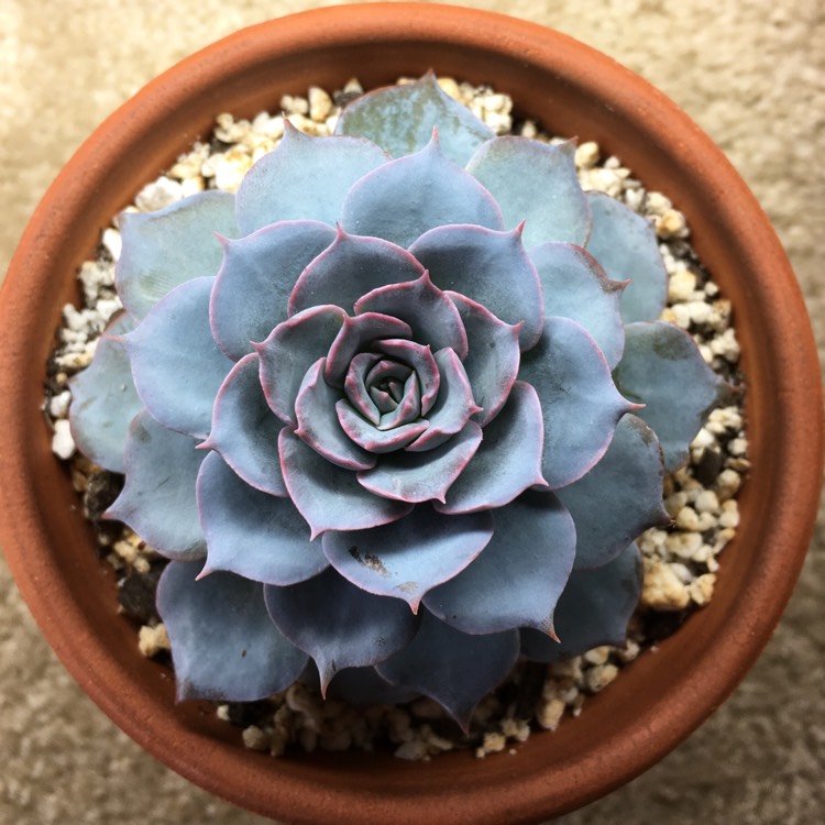 plant image 758682 plant image 758682