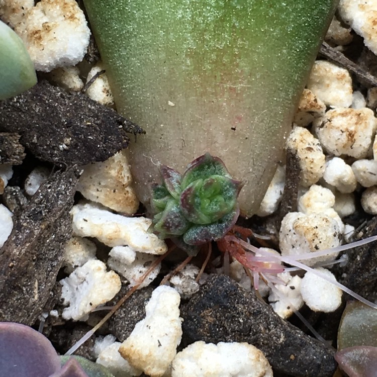 plant image 758690 plant image 758690