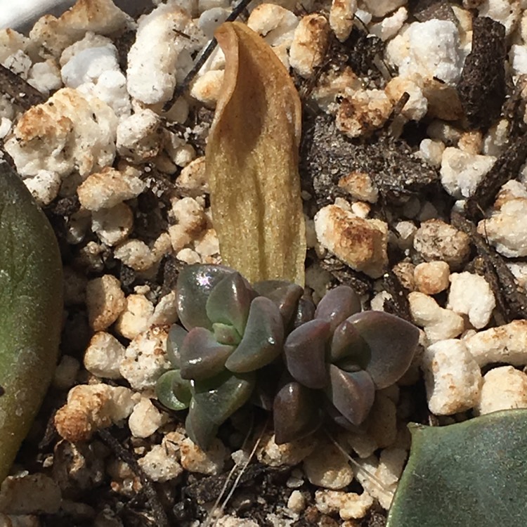 plant image 768420 plant image 768420