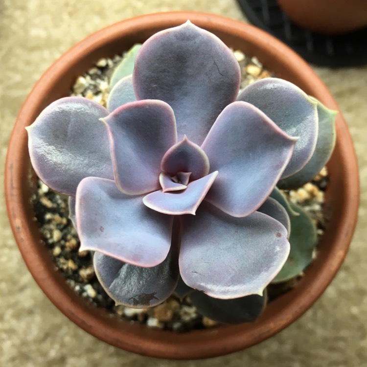 plant image 768759