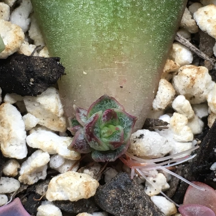 plant image 768765 plant image 768765