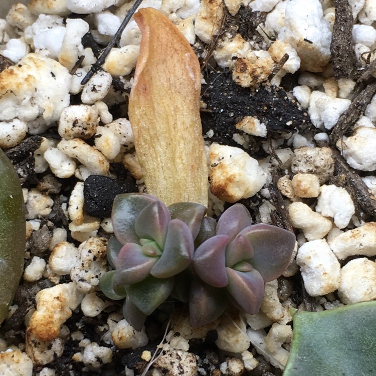 plant image 768777 plant image 768777