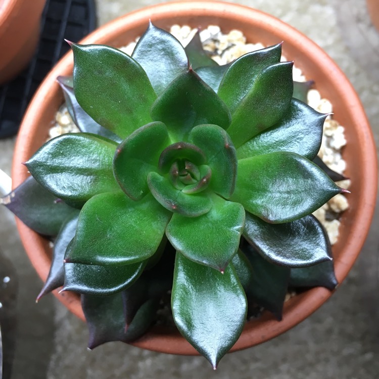 plant image 772997 plant image 772997
