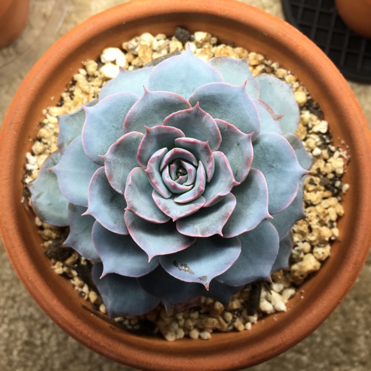 plant image 772998 plant image 772998
