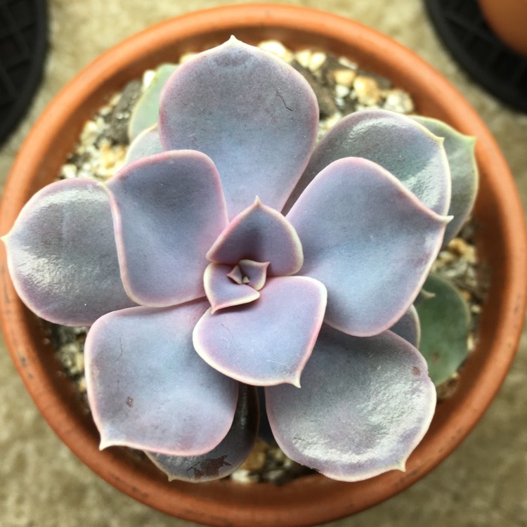 plant image 772999