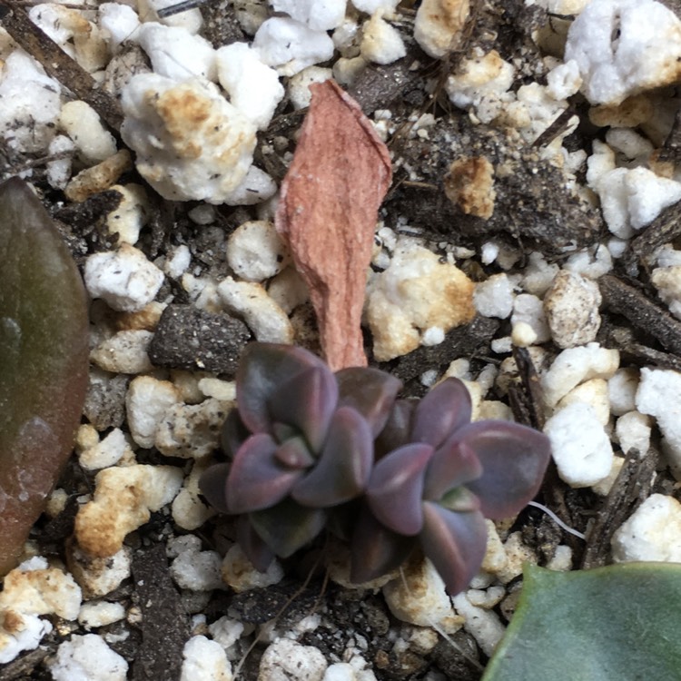 plant image 777364 plant image 777364