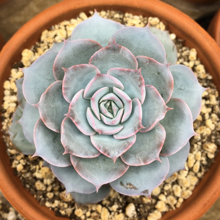 plant image 788753 plant image 788753