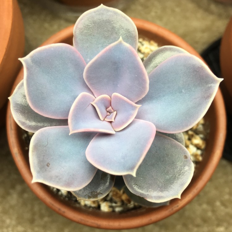 plant image 788756