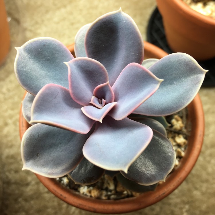 plant image 805364