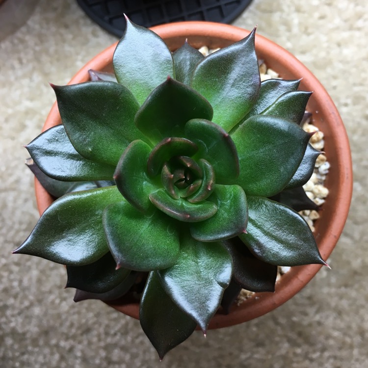 plant image 805374 plant image 805374