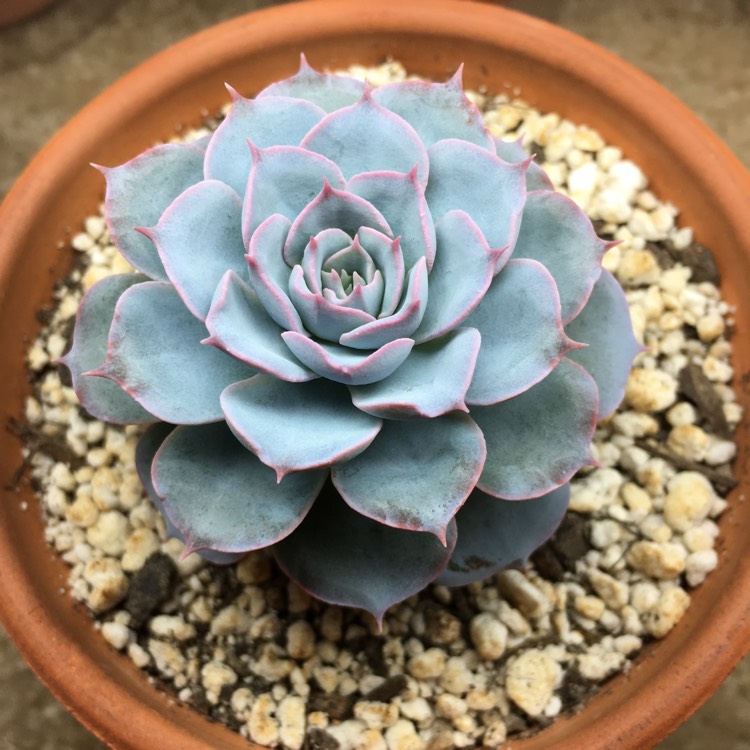 plant image 827719 plant image 827719