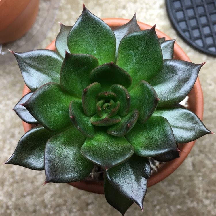 plant image 827720 plant image 827720