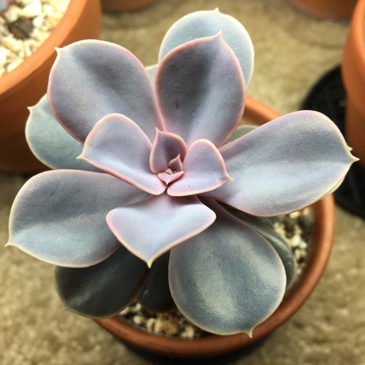 plant image 827721