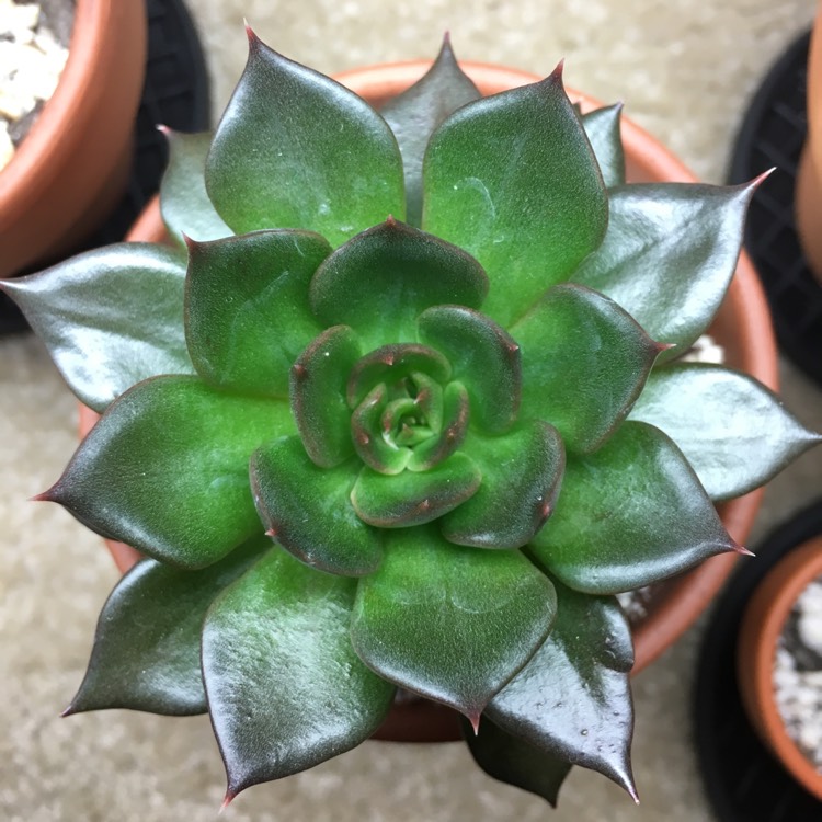 plant image 832903 plant image 832903