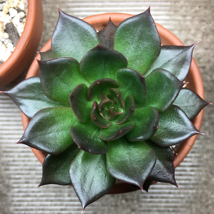 plant image 842730 plant image 842730