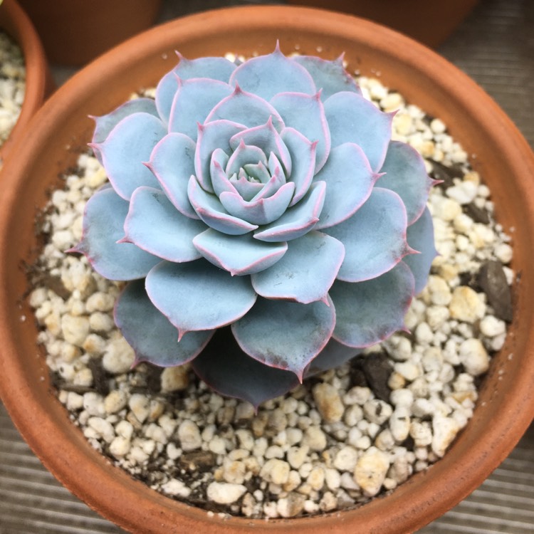 plant image 842733 plant image 842733