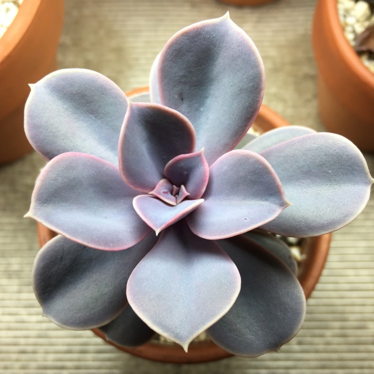 plant image 842734
