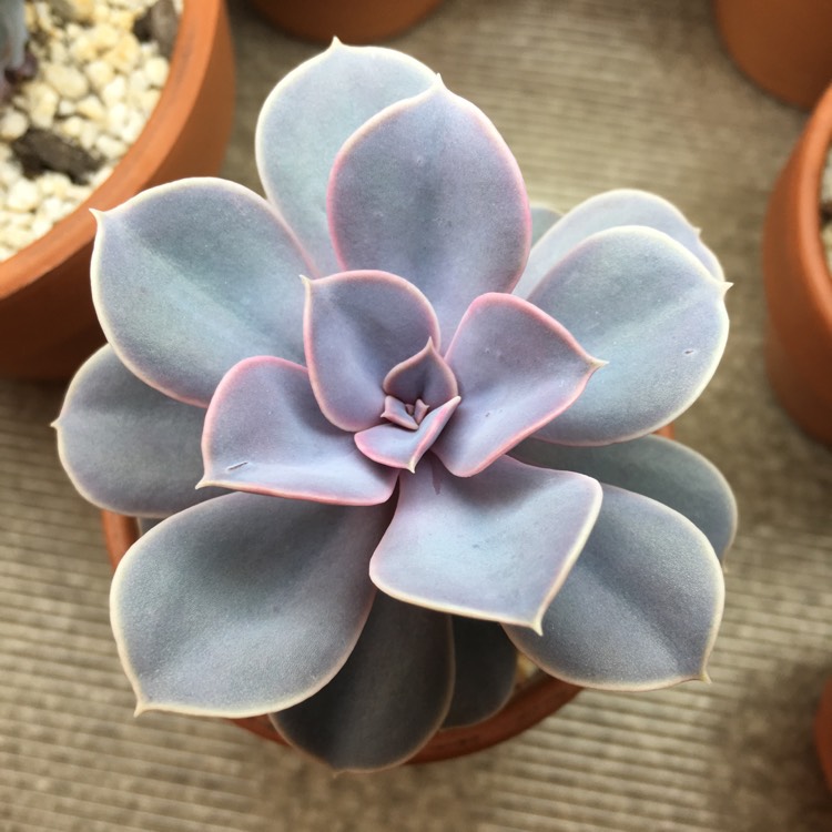plant image 867527