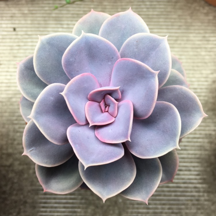 plant image 928082