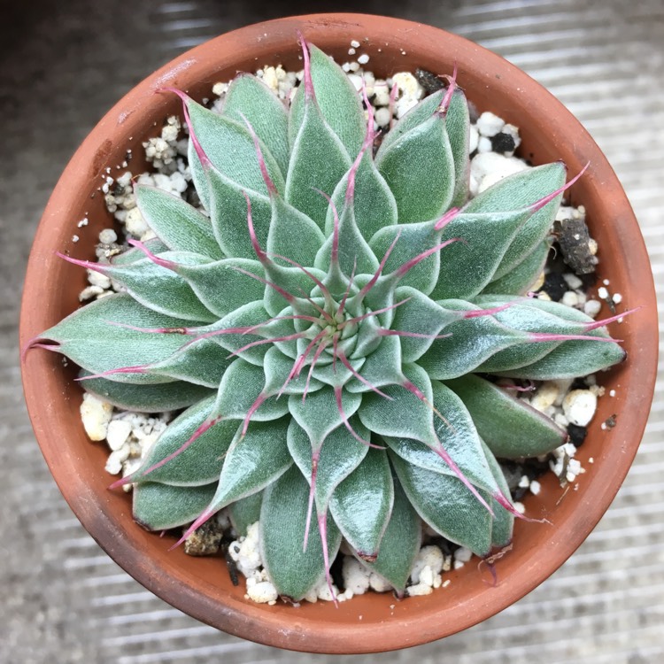 plant image 928685