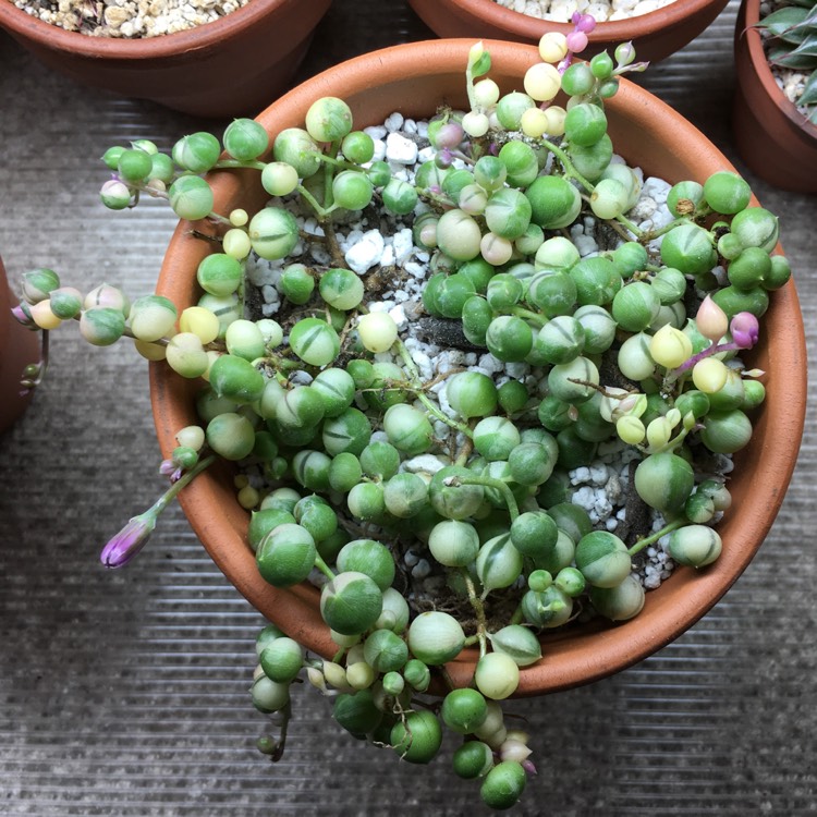 plant image 981543