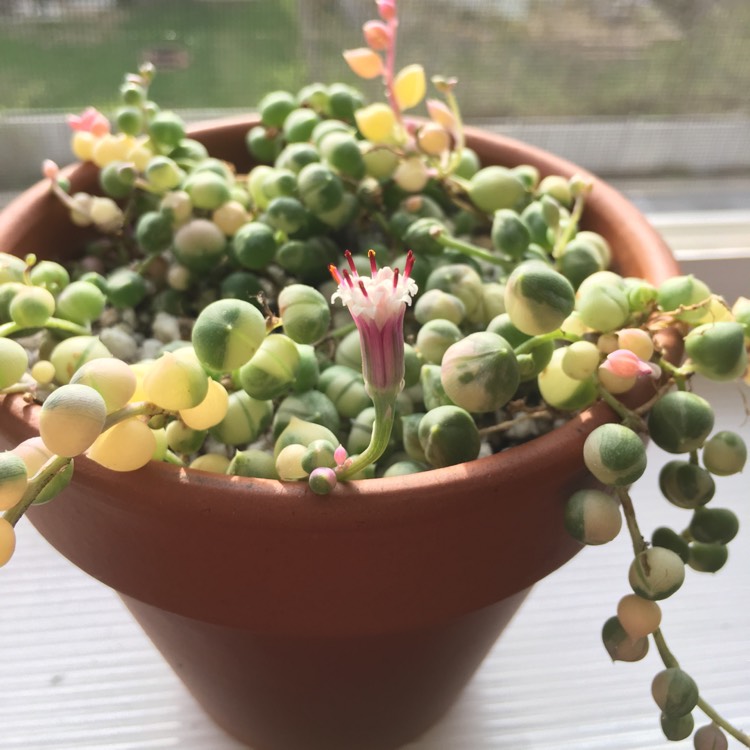 plant image 997071