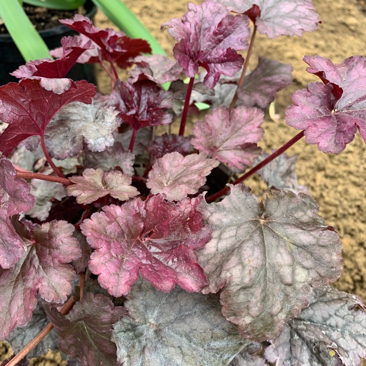 Plant image Heuchera 'Plum Pudding'