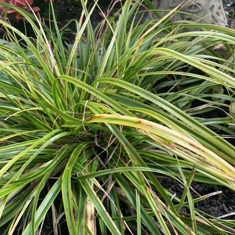 Plant image Carex oshimensis 'Everlime'