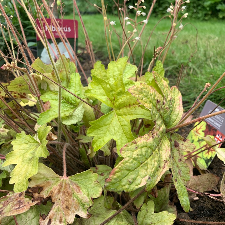 Plant image x Heucherella 'Alabama Sunrise'