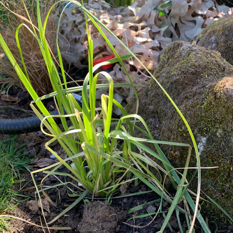 Plant image Cortaderia selloana 'Rosea'