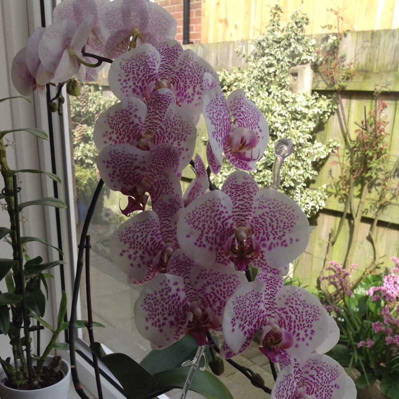 Plant image Phalaenopsis 'Fusheng's Mystical Dream'