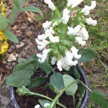 laura's garden