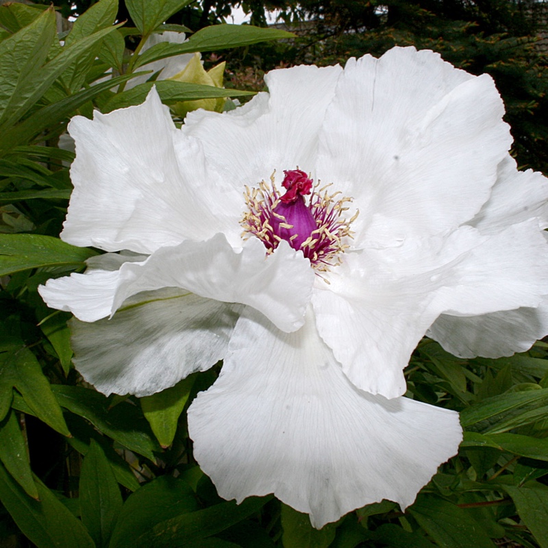 Peony