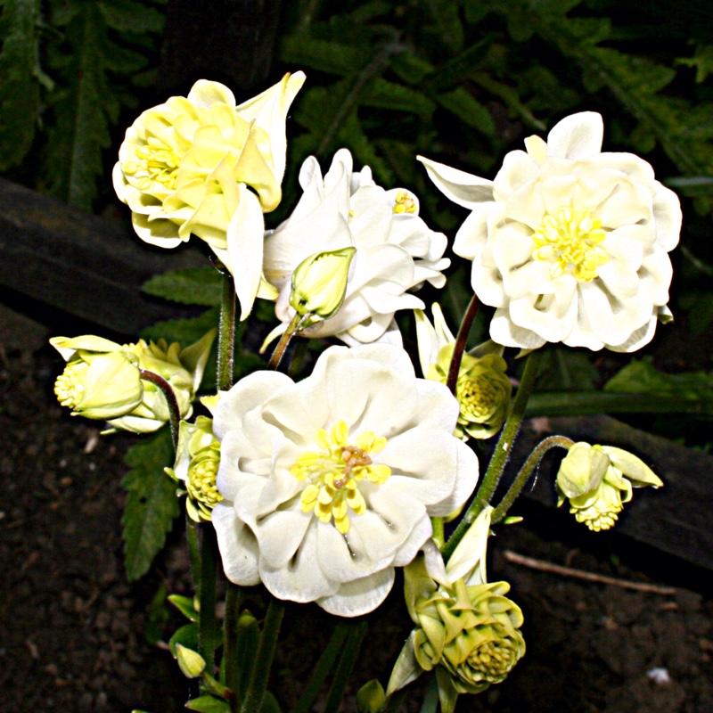 Columbine