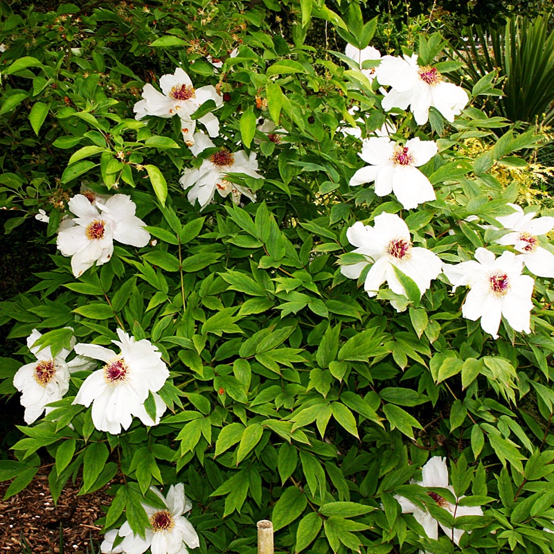 Peony