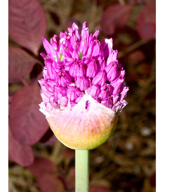 Allium 'Purple Sensation'