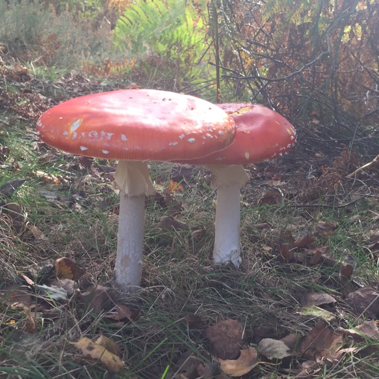 Plant image Amanita muscaria