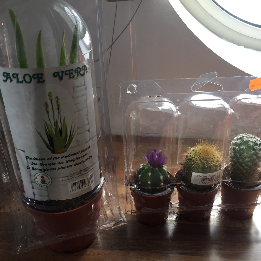 plant image 287758