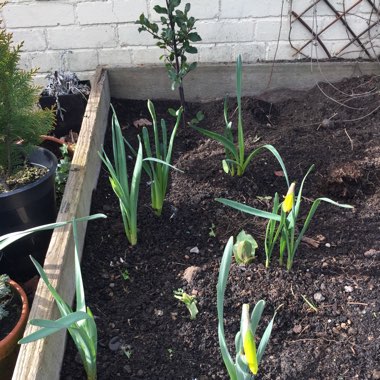 Daffodil