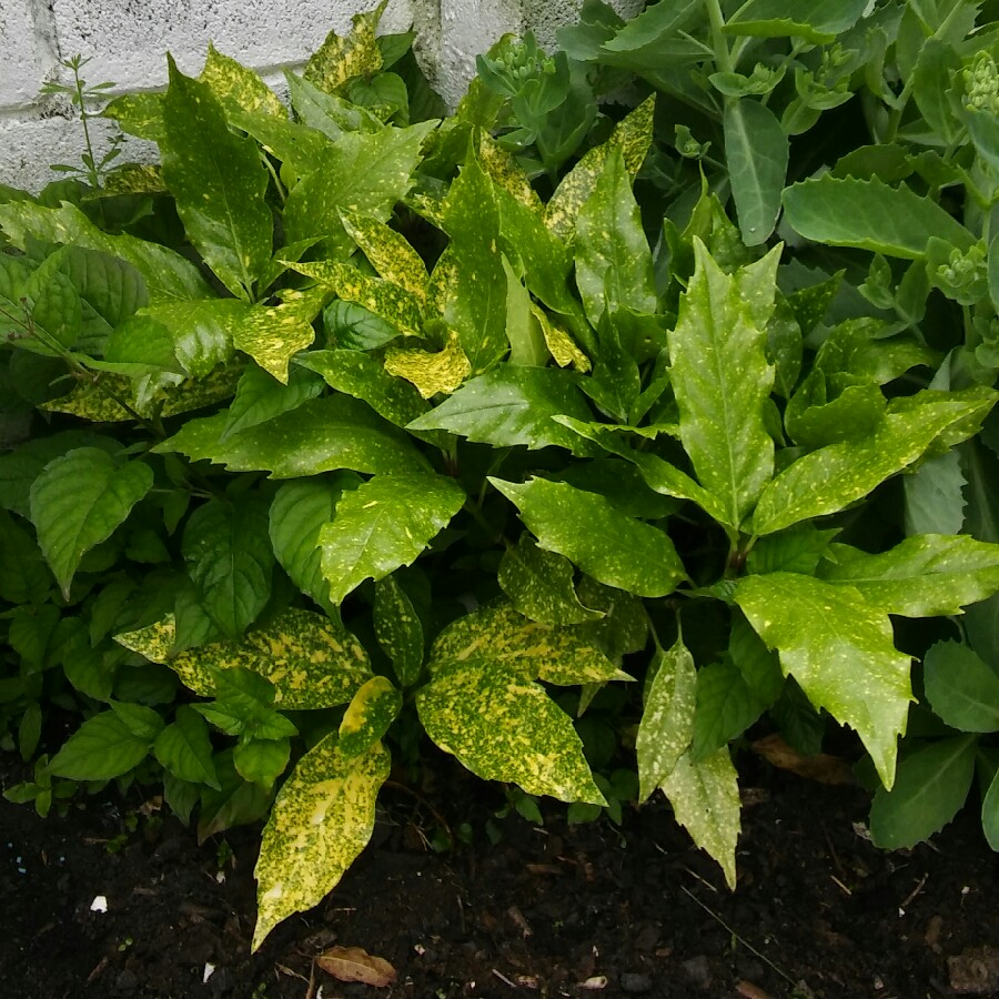 Japanese spotted laurel