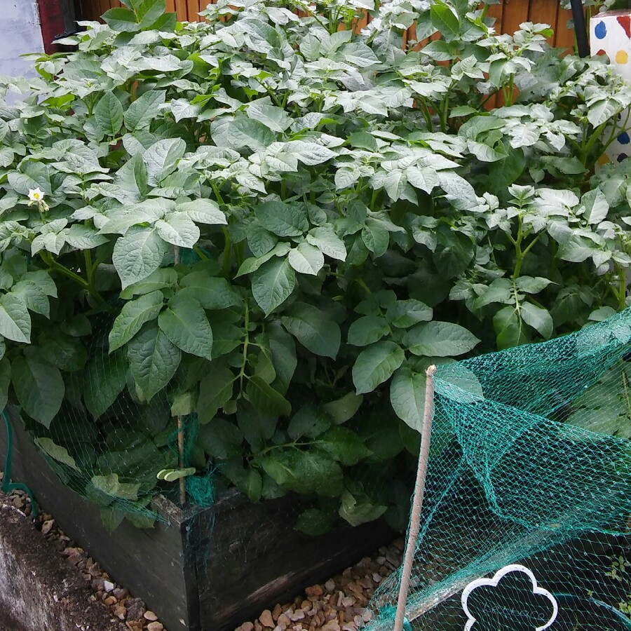 Laura's garden