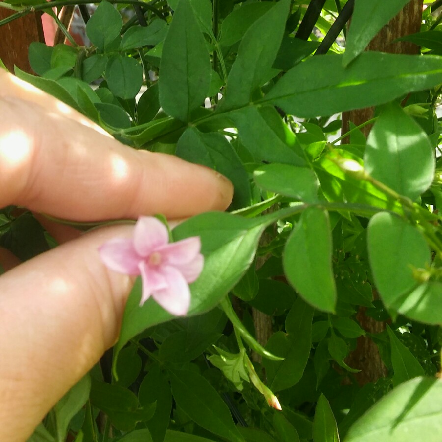 Summer Jasmine
