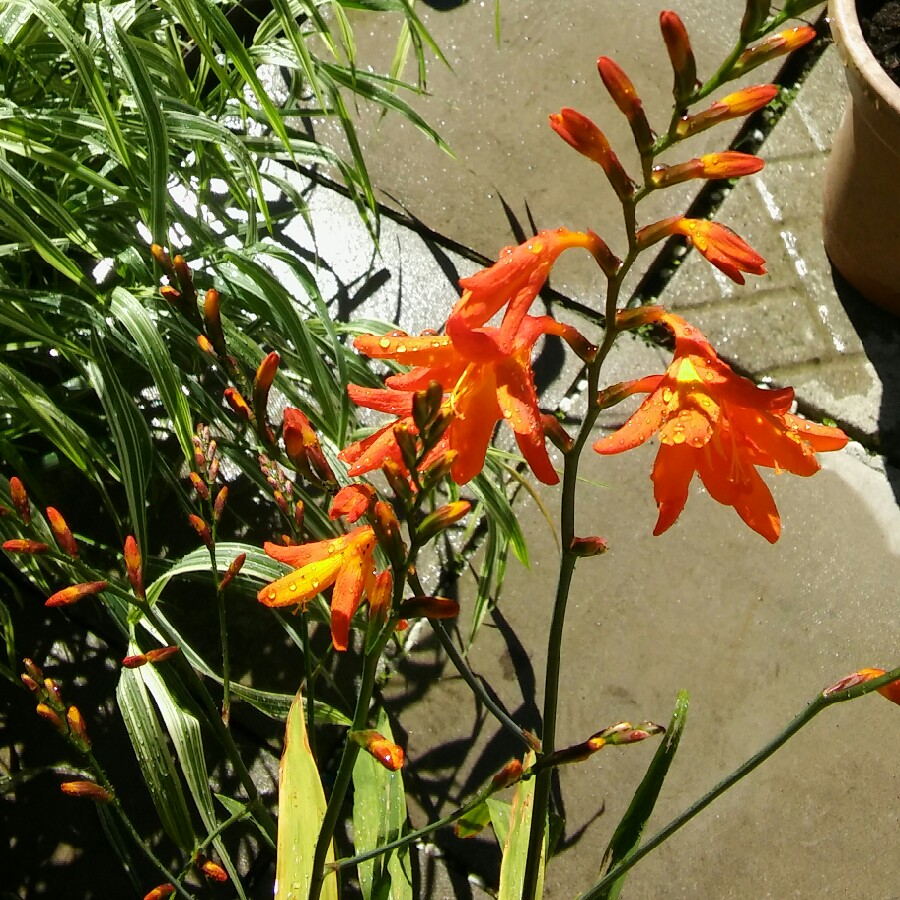 Montbretia